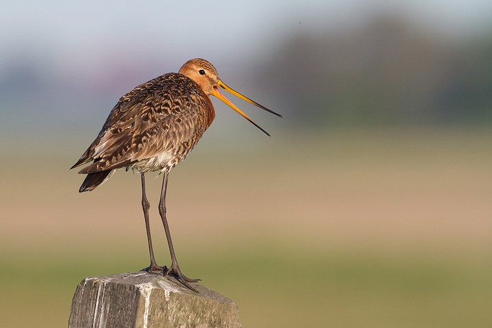 Uferschnepfe - Limosa limosa - Black-tailed Godwit